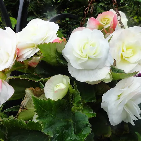 Σπίτι διακοπών Orley House