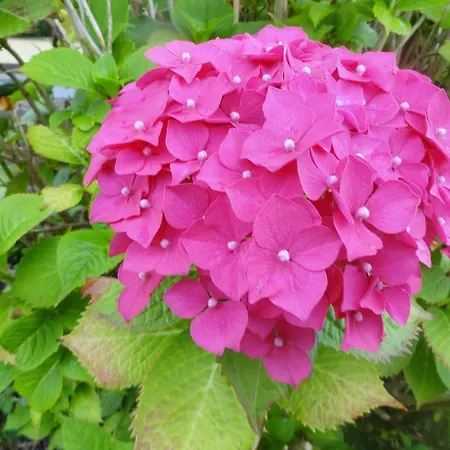 Orley House * Ντρογκέδα