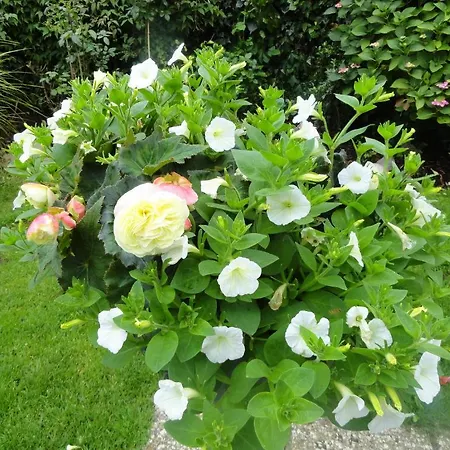 Orley House Vakantiehuis