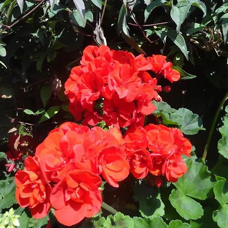 Orley House * Ντρογκέδα