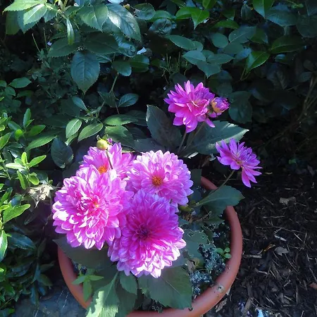 Orley House Σπίτι διακοπών Ντρογκέδα