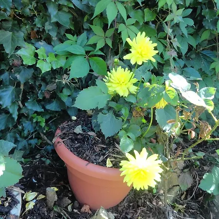 Orley House Дроэда