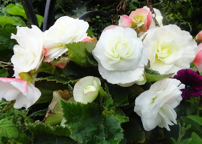 בית נופש Orley House