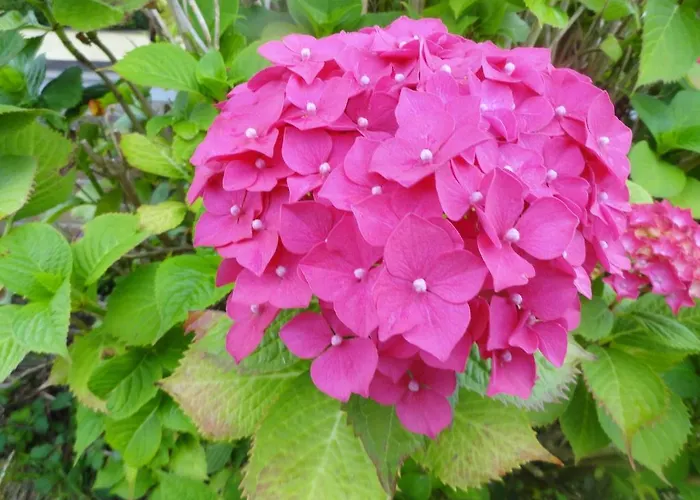 Orley House * דרוגדה