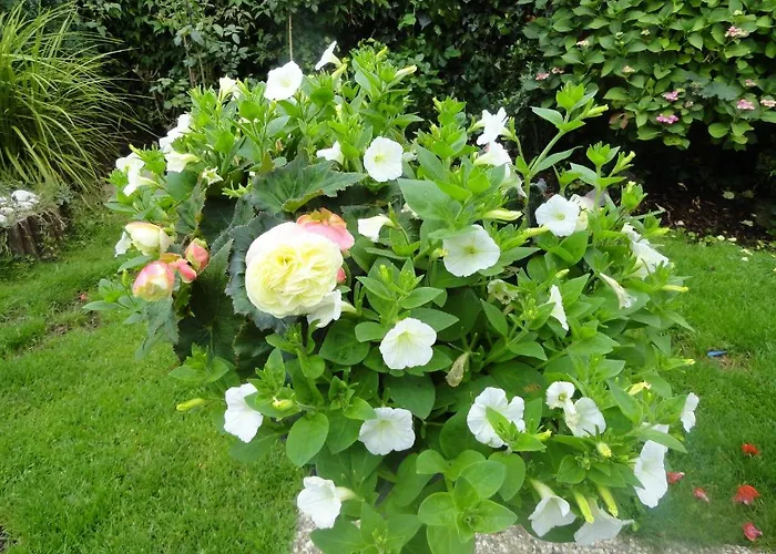 Orley House Hébergement de vacances