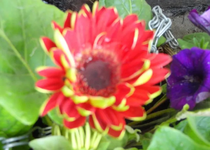 Hébergement de vacances Orley House Drogheda