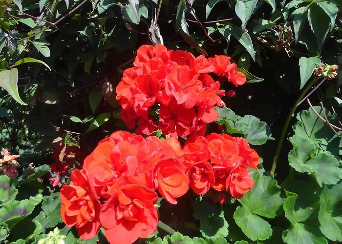 Orley House * דרוגדה