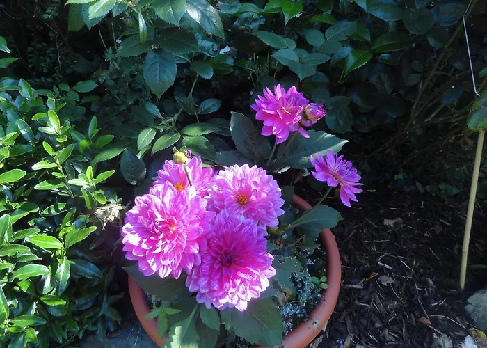 Orley House בית נופש דרוגדה