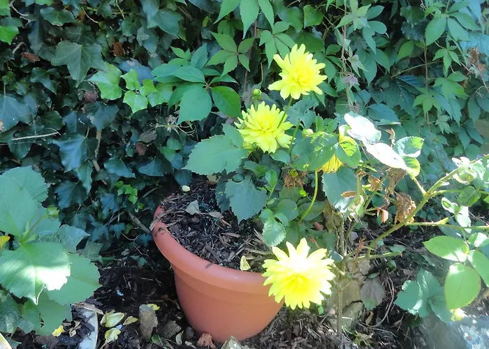 Orley House Drogheda