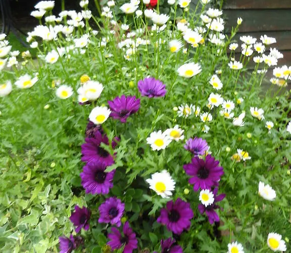 בית נופש Orley House